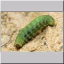 H-Odynerus spinipes - Larve des Ruesselkaefers 01b.jpg